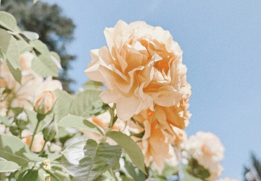 Photo by coco tafoya Pretty, peach-colored roses bloom under a blue sky.